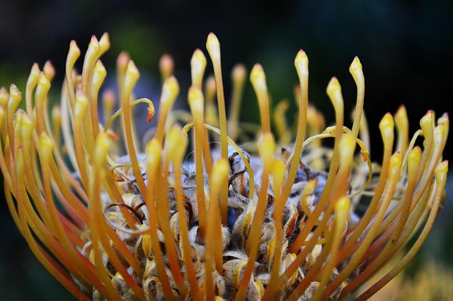 Free Flower Nature photo and picture