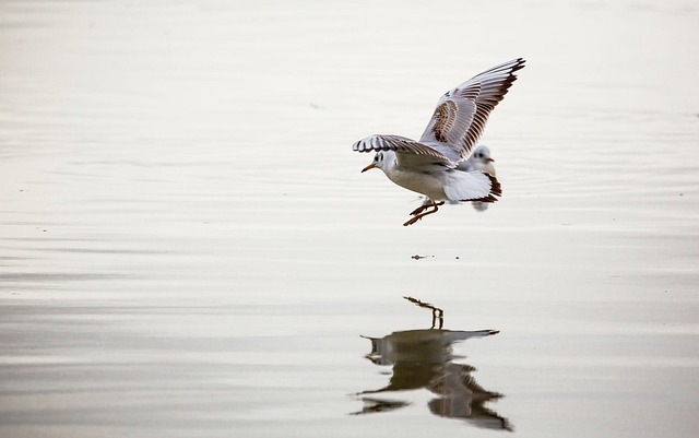 Free Seagull Nature photo and picture