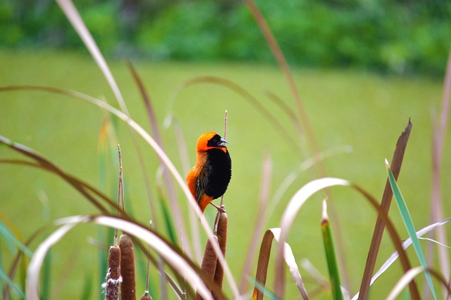 Vogel, Natur, Roter Bischof, Sommer