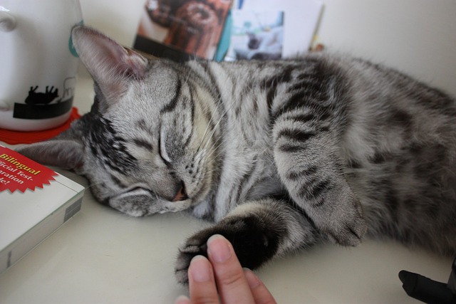 Free Cat Sleep photo and picture