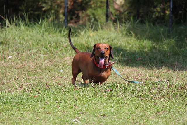 Free Saesoe Dachshund photo and picture