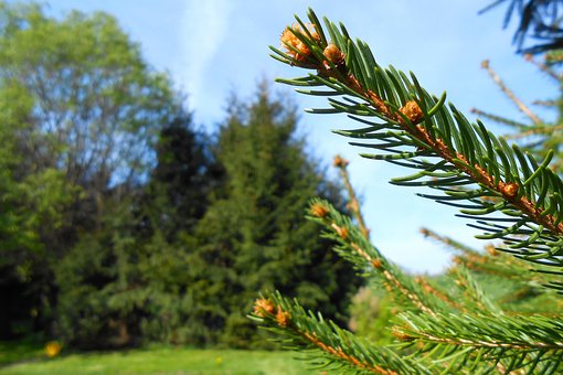 Free Fir Tree Green photo and picture