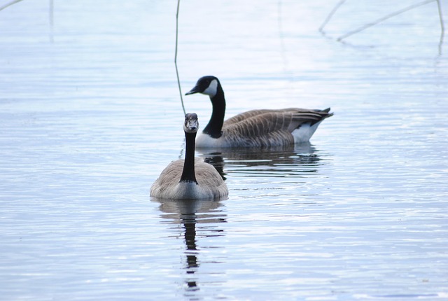 Vögel, Wasser, See