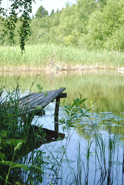 Brücke, Wasser, Natur, Baum, See, Reed