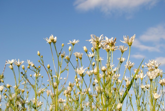 Blumen, Himmel, Sommer, Solar, Green