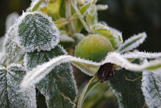 Frost, Hagebutten, Cool