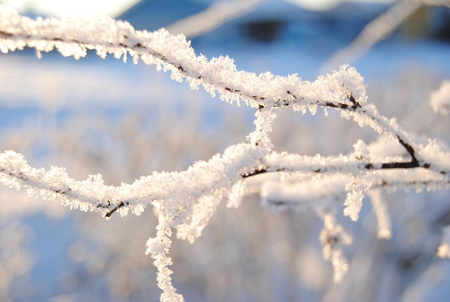Schnee, Cool, Winter, Schweden, Branch