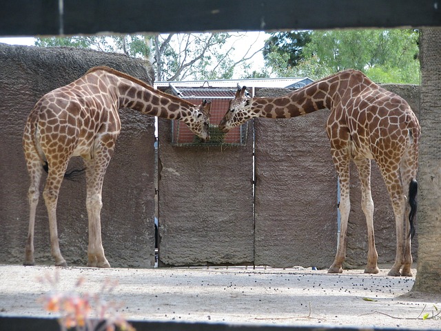 Free Giraffe Zoo photo and picture