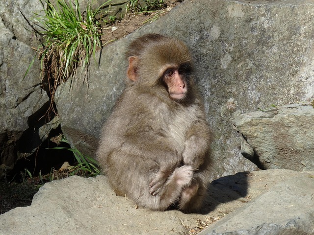 Free Snow Monkey Baby photo and picture