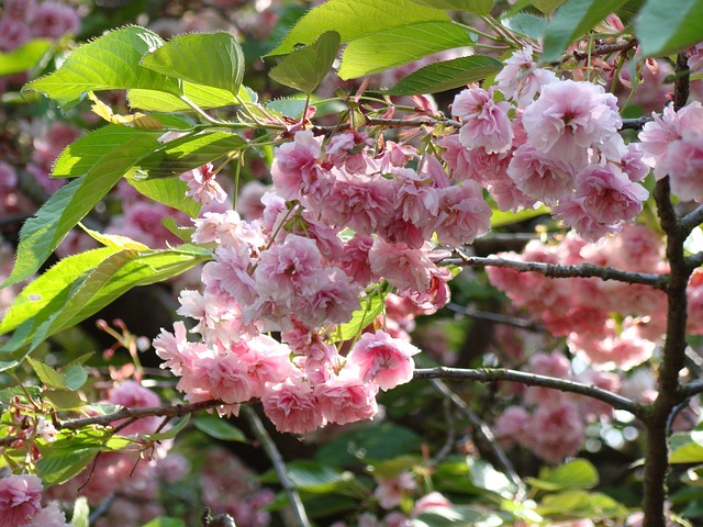 Free Flowers Joy photo and picture