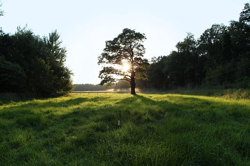Free Oak West photo and picture