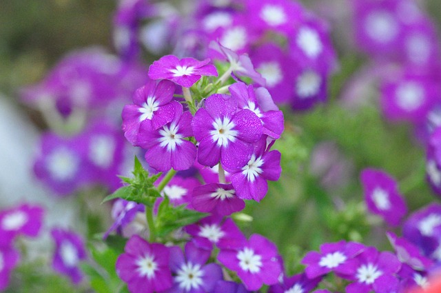 Free Flowers Flower Background photo and picture