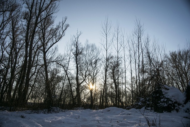 Free Winter Landscape photo and picture