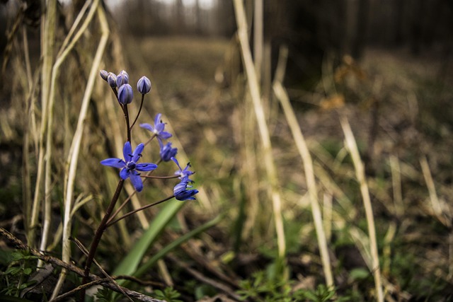 Free Blue Flower photo and picture
