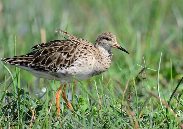 Free Bird Marsh photo and picture