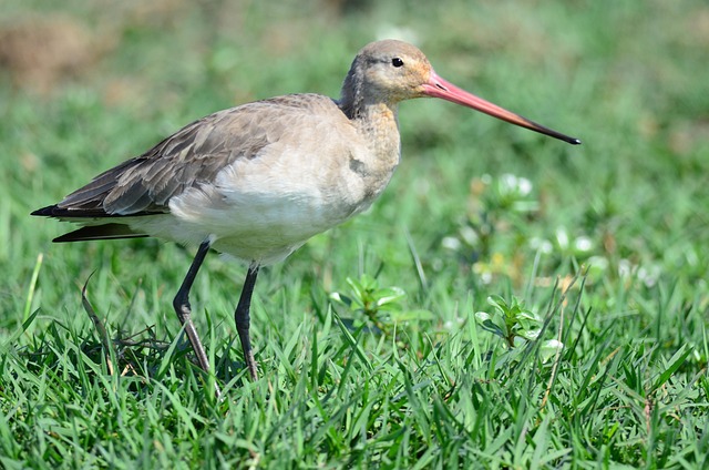 Free Bird Wetlands photo and picture