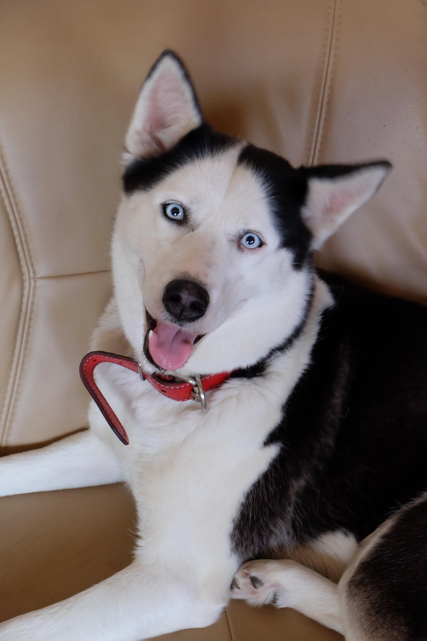 Rauque Chien Rauque Animal - Photo gratuite sur Pixabay - Pixabay