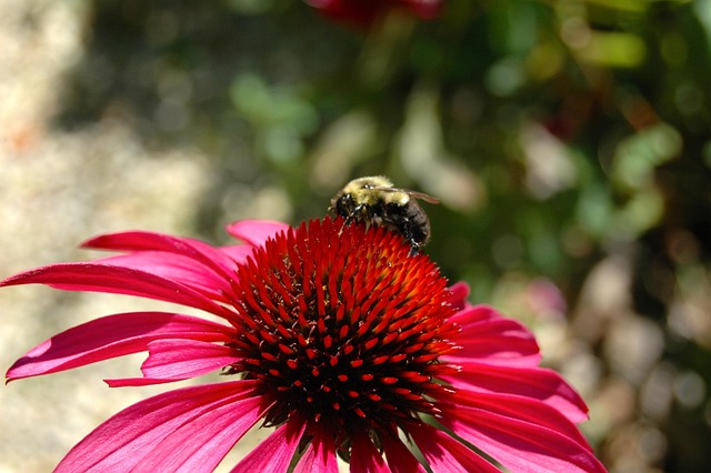 Free Flower Red photo and picture