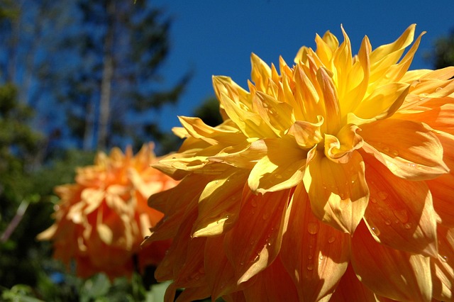 Free Large Flower Yellow photo and picture