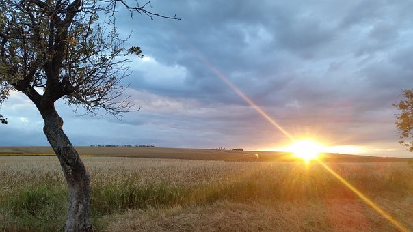 Free Sunset Field photo and picture