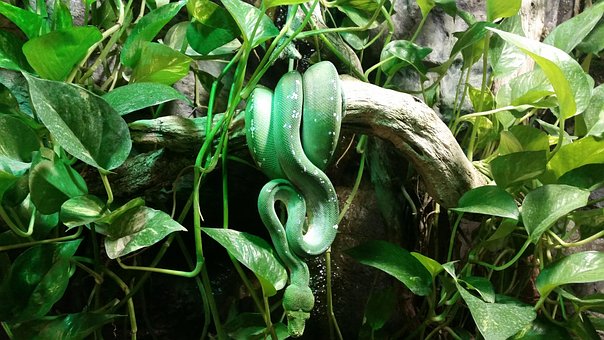 Free Snake Green Snake photo and picture