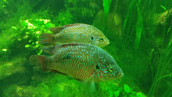 Free Fish Aquarium photo and picture