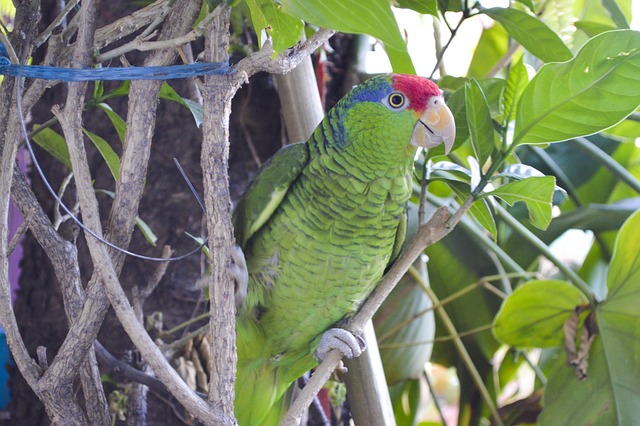 Natureza, Pequeno Papagaio, Vencedor