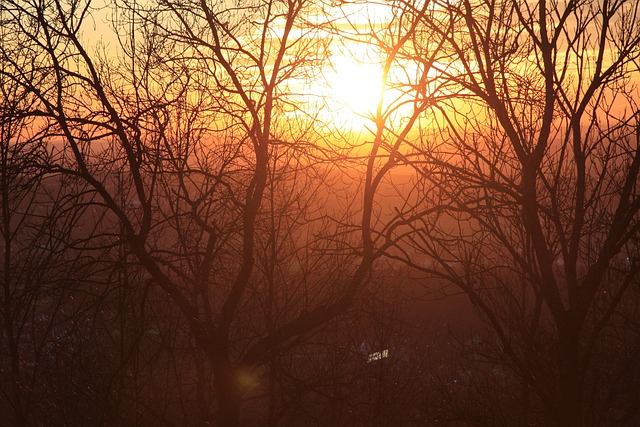 Sol, Træ, Solnedgang