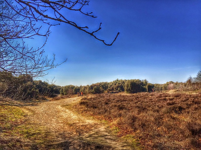 Drenthe, Mantingerveld, Brezo