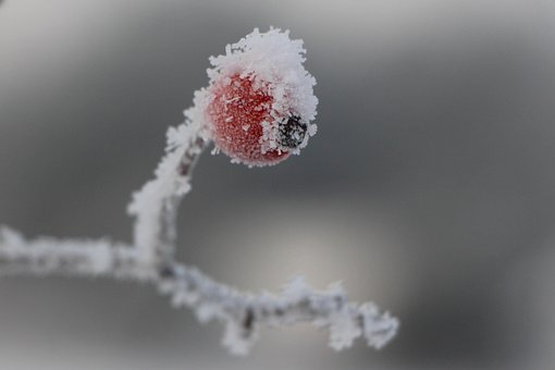 Free Frost Hawthorn photo and picture