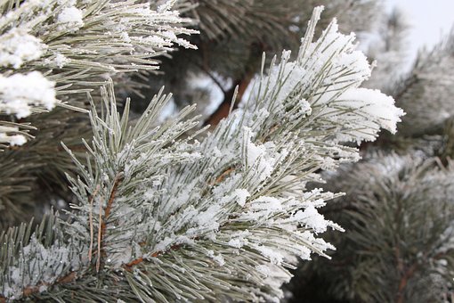 Free Frost Spruce photo and picture