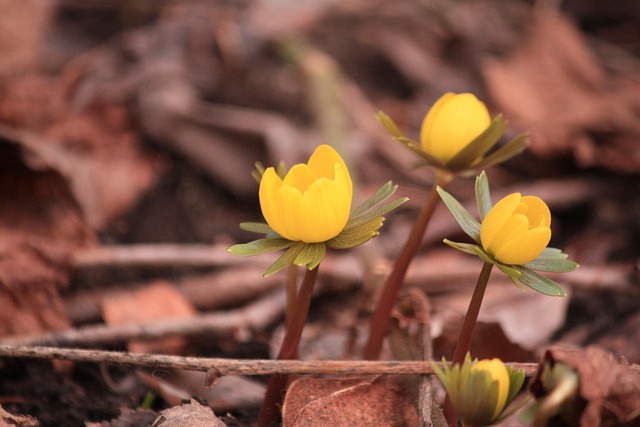 Free Flower Spring photo and picture