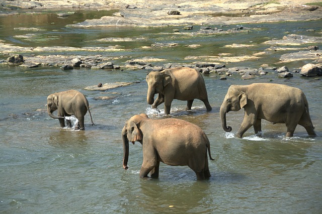 Free Elephants Herd photo and picture