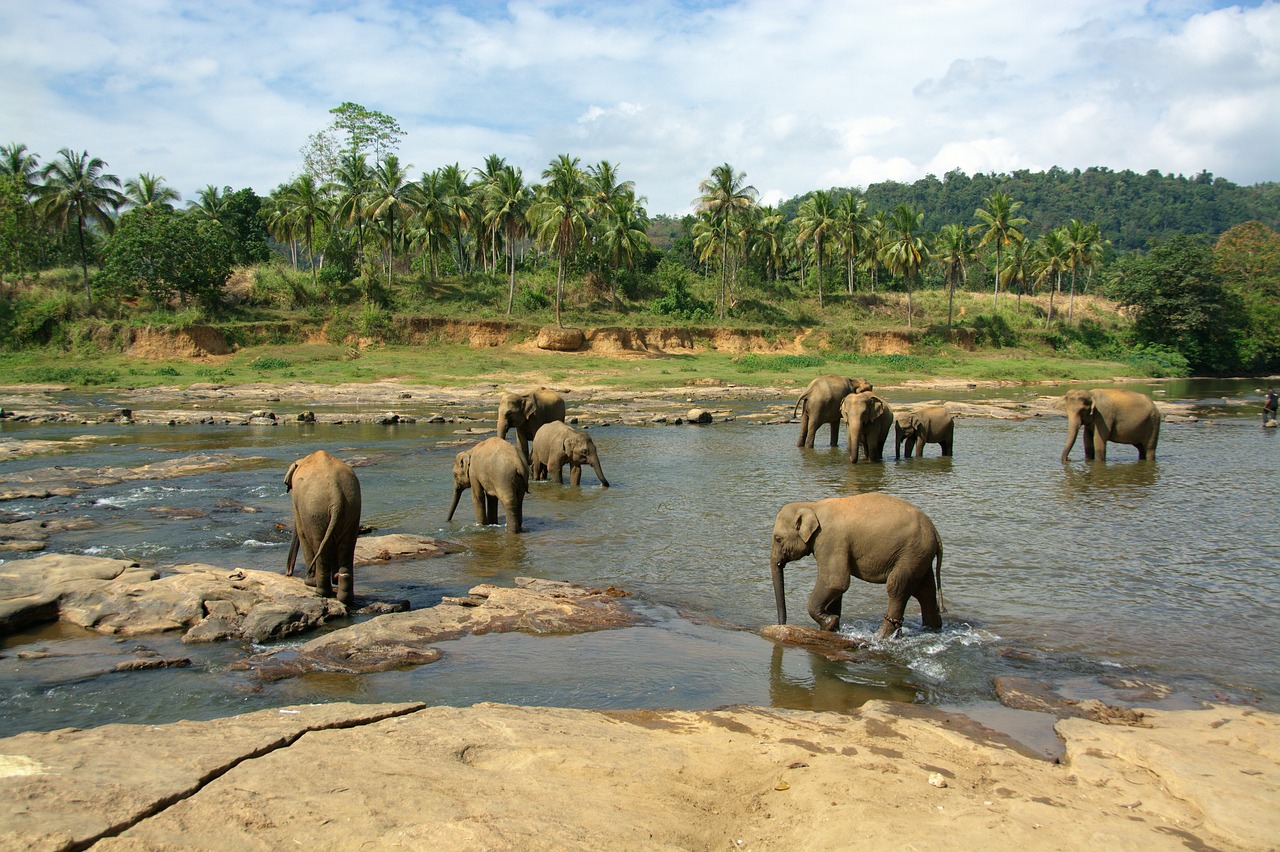 Elephants - free online jigsaw puzzle photo