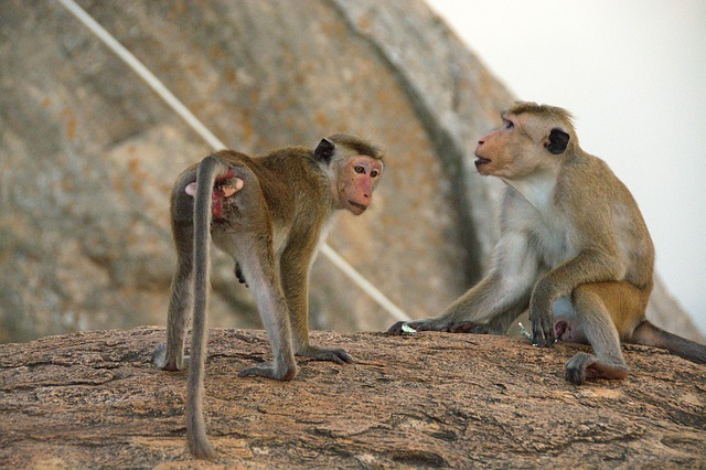 Free Monkey Animals photo and picture