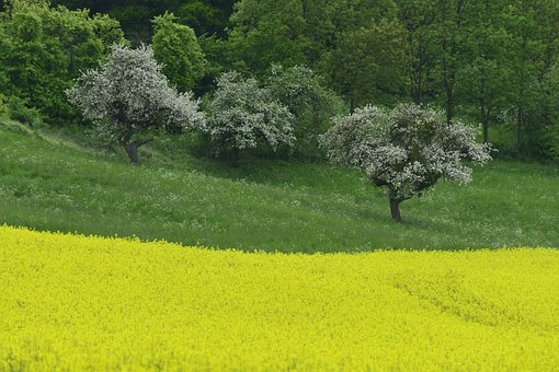 Pole Řepky, Žlutá, L, Krajina, Jaro