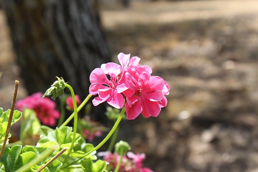 Blume, Natur, Schöne Blumen, Rosa