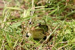 frog, tree frog, toad