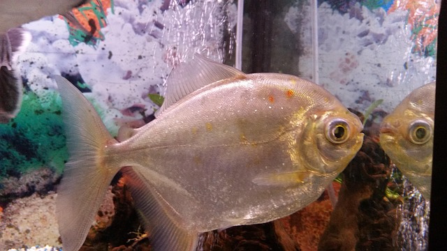 Free Fish Aquarium photo and picture