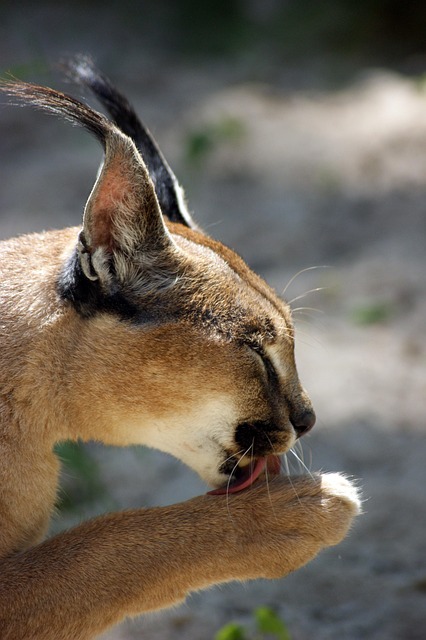 Free Caracal Michaelis photo and picture