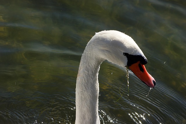 Free Swan Water photo and picture