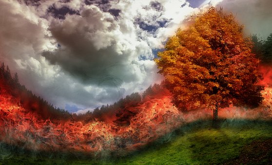 Feuer, Brand, Waldbrand, Flammen, Baum