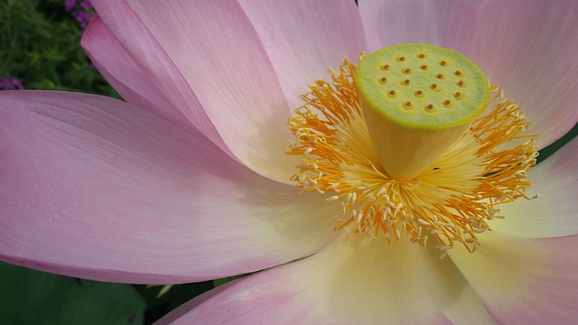 Free Lotus Flower photo and picture