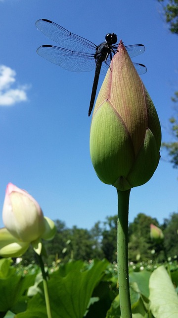 Free Lotus Dragonfly photo and picture