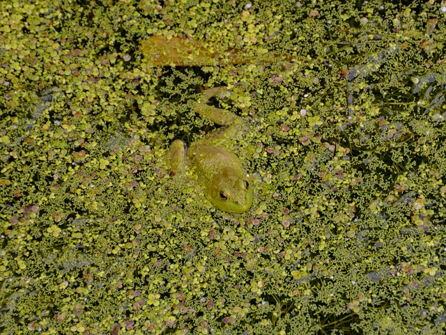 Free Camouflage Frog photo and picture