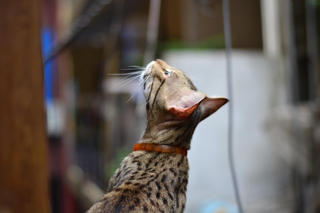 Free Cat Pet photo and picture