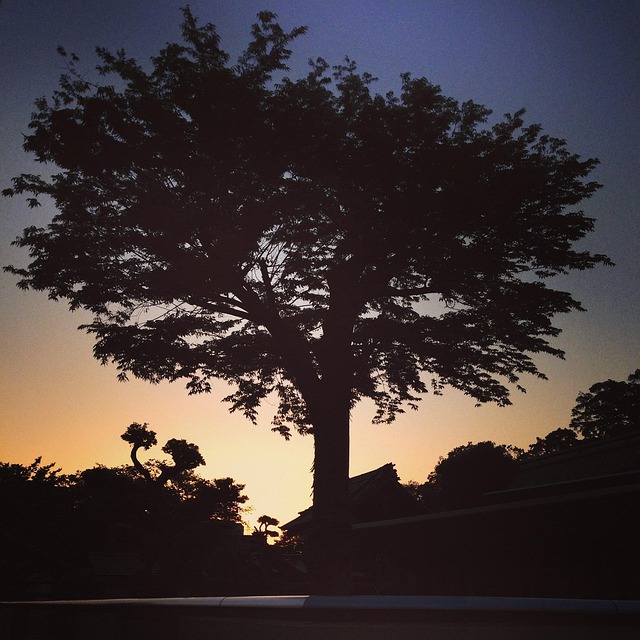 Zonsondergang, Hout, Landschap