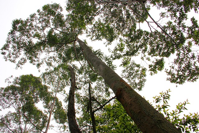 Free Tree The Scenery photo and picture