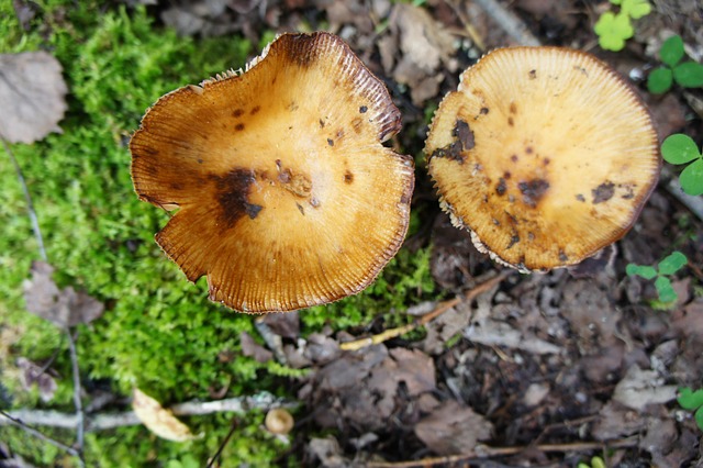 Free Mushroom Nature photo and picture