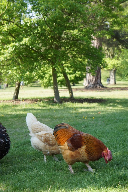 Free Chicken Hen photo and picture